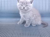 British Shorthair Gri renk yavrularımız