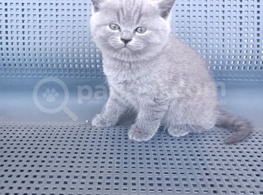 British Shorthair Gri Renk Yavrularımız