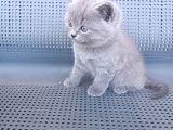 British Shorthair Gri Renk Yavrularımız