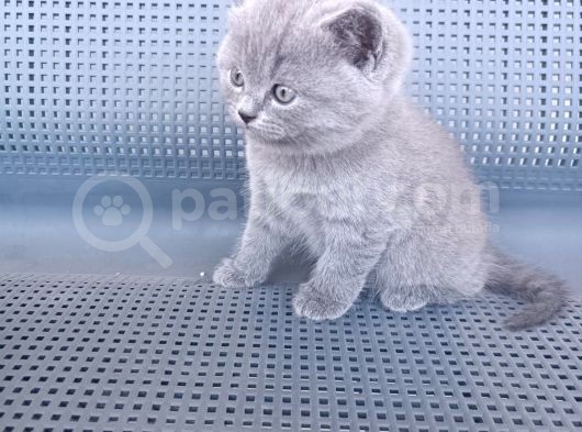British Shorthair Gri Renk Yavrularımız görsel