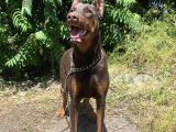 İri Kemikli Doberman Yavrular