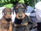 İri Kemikli Doberman Yavrular