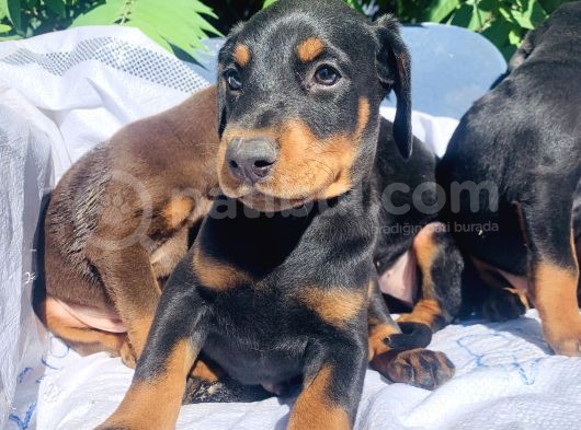 İri Kemikli Doberman Yavrular görsel