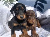 İri Kemikli Doberman Yavrular