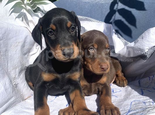 İri Kemikli Doberman Yavrular görsel