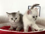 Çok Özel British Shorthair Yavrularımız
