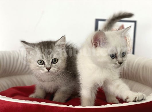 Çok Özel British Shorthair Yavrularımız görsel