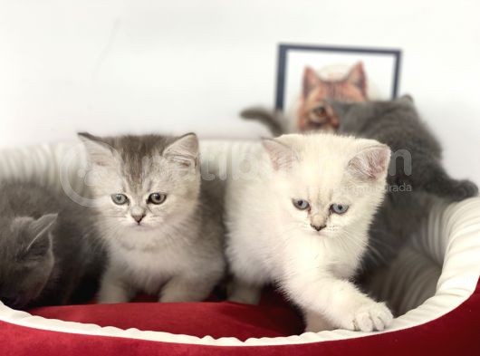 Çok Özel British Shorthair Yavrularımız görsel