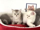 Çok Özel British Shorthair Yavrularımız