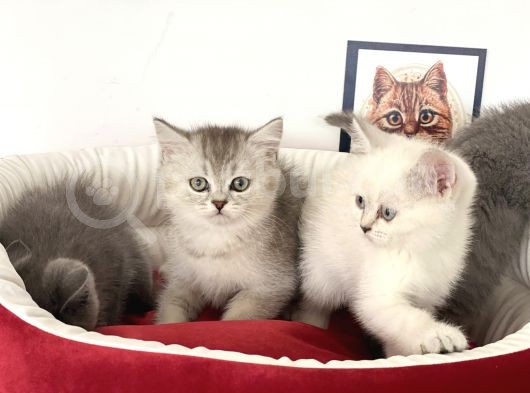Çok Özel British Shorthair Yavrularımız görsel