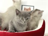 Çok Özel British Shorthair Yavrularımız