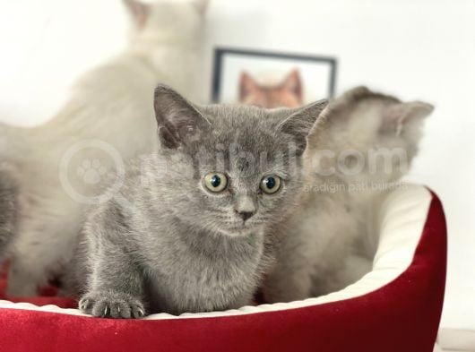 Çok Özel British Shorthair Yavrularımız görsel