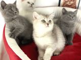 Çok Özel British Shorthair Yavrularımız