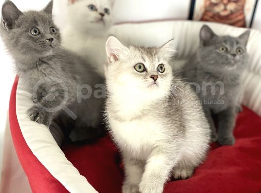 Çok Özel British Shorthair Yavrularımız görsel