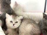 Çok Özel British Shorthair Yavrularımız