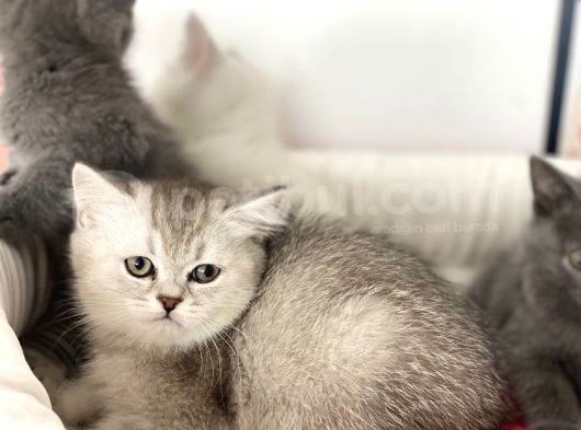 Çok Özel British Shorthair Yavrularımız görsel