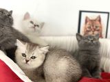 Çok özel British Shorthair Yavrularımız