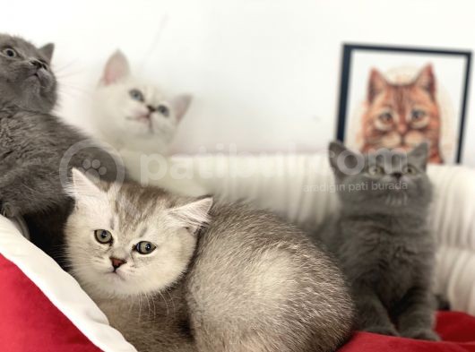 Çok Özel British Shorthair Yavrularımız