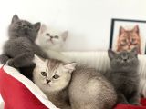 Çok Özel British Shorthair Yavrularımız