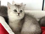 Çok Özel British Shorthair Yavrularımız