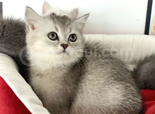 Çok Özel British Shorthair Yavrularımız görsel