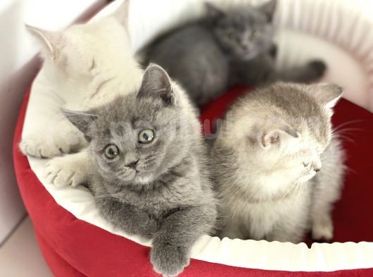 Çok Özel British Shorthair Yavrularımız görsel