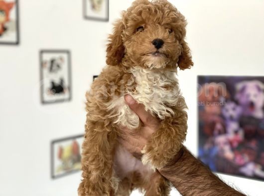 En Güzel Poodle Ayarında Mini Maltipoo Erkek görsel