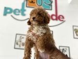 En Güzel Poodle Ayarında Mini Maltipoo Erkek