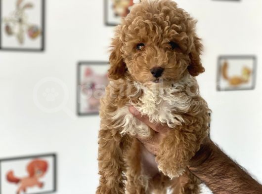 En Güzel Poodle Ayarında Mini Maltipoo Erkek görsel