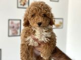 En Güzel Poodle Ayarında Mini Maltipoo Erkek