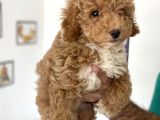 En Güzel Poodle Ayarında Mini Maltipoo Erkek