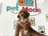 En Güzel Poodle Ayarında Mini Maltipoo Erkek
