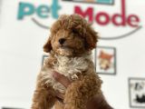 En güzel Poodle ayarında mini maltipoo erkek
