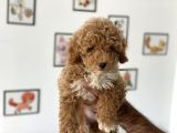 En Güzel Poodle Ayarında Mini Maltipoo Erkek