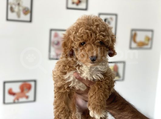 En Güzel Poodle Ayarında Mini Maltipoo Erkek görsel