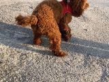 2 Yaşında Wc Eğitimli Erkek Redbrown Toy Poodle