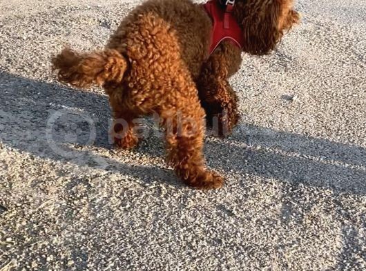 2 Yaşında Wc Eğitimli Erkek Redbrown Toy Poodle görsel
