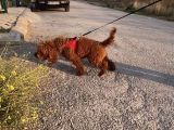 2 Yaşında Wc Eğitimli Erkek Redbrown Toy Poodle