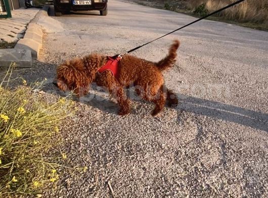 2 Yaşında Wc Eğitimli Erkek Redbrown Toy Poodle görsel