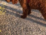 2 Yaşında Wc Eğitimli Erkek Redbrown Toy Poodle