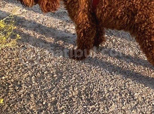 2 Yaşında Wc Eğitimli Erkek Redbrown Toy Poodle görsel