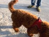 2 Yaşında Wc Eğitimli Erkek Redbrown Toy Poodle