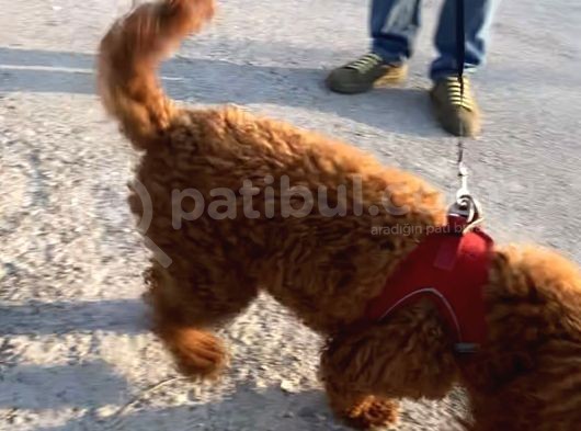 2 Yaşında Wc Eğitimli Erkek Redbrown Toy Poodle görsel