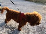 2 Yaşında Wc Eğitimli Erkek Redbrown Toy Poodle