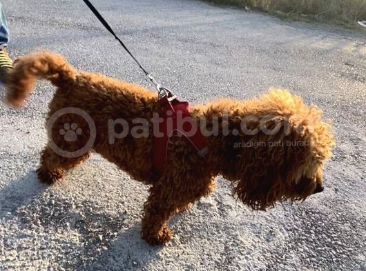 2 Yaşında Wc Eğitimli Erkek Redbrown Toy Poodle görsel