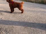 2 Yaşında Wc Eğitimli Erkek Redbrown Toy Poodle