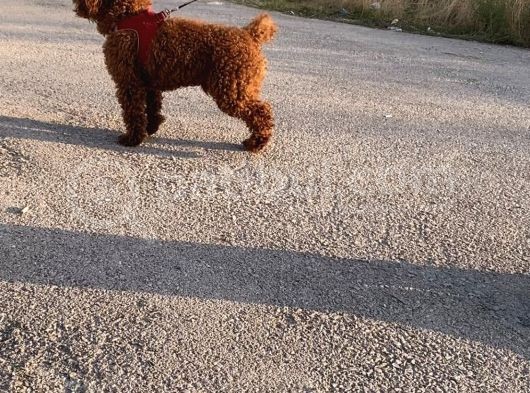 2 Yaşında Wc Eğitimli Erkek Redbrown Toy Poodle görsel