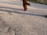 2 Yaşında Wc Eğitimli Erkek Redbrown Toy Poodle