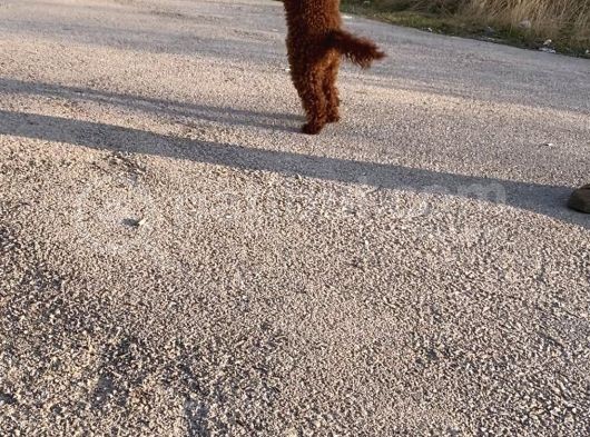 2 Yaşında Wc Eğitimli Erkek Redbrown Toy Poodle görsel