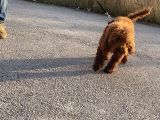 2 Yaşında Wc Eğitimli Erkek Redbrown Toy Poodle